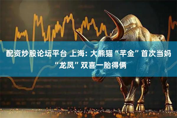 配资炒股论坛平台 上海: 大熊猫“芊金”首次当妈 “龙凤”双喜一胎得俩